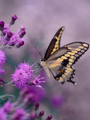 papillon nature bienetre -